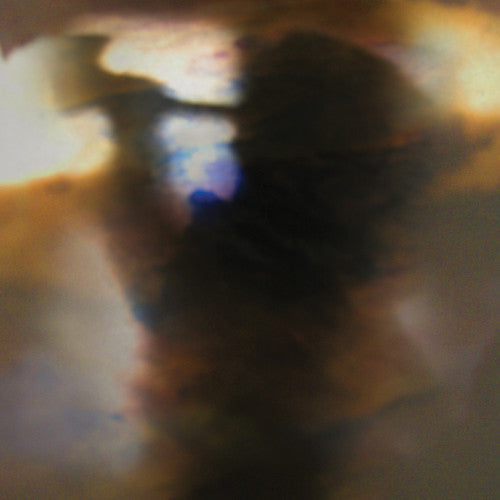 Animal Collective: Fall Be Kind - Record