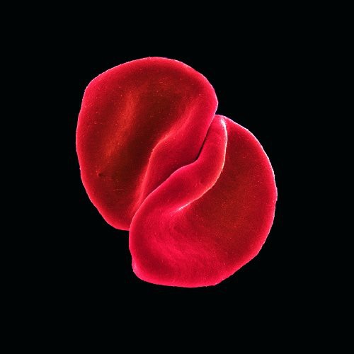 Peter Gabriel: Scratch My Back - CD