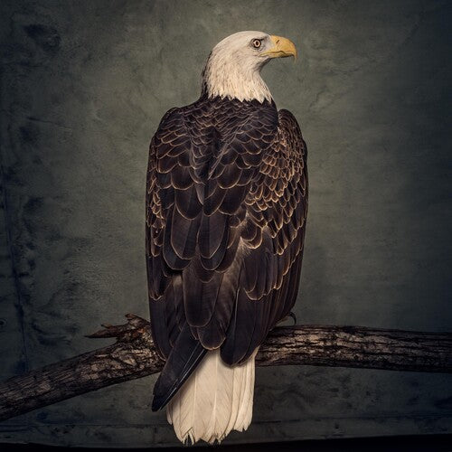 Clutch: Book Of Bad Decisions - CD