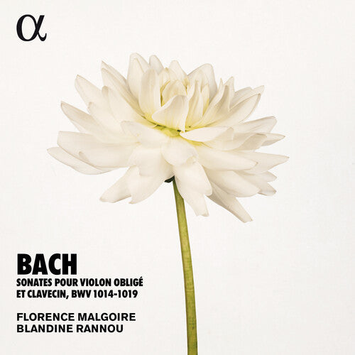 Bach, J.S. / Rannou / Malgoire: Sonates Violon Oblige - Record