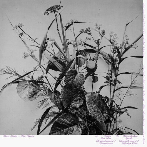 Blue Chemise: Flower Studies - Record