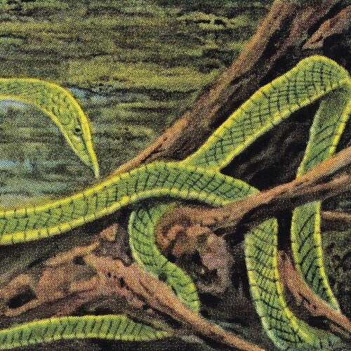 Rainforest Spiritual Enslavement: Green Graves - Record