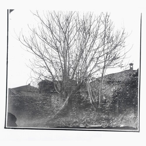 Siavash Amini: Caligo - Record