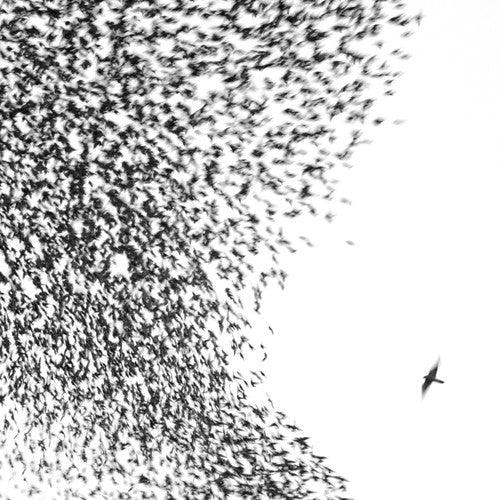 Wilco- Sky Blue Sky { VINYL LP }